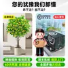 Planta de Osmanthus en Maceta, Árbol Grande de Osmanthus de Cuatro Estaciones en Maceta, Planta Verde Grande para Oficina Interior, Florece Todas las Estaciones, Tocón Viejo Nativo