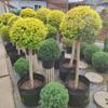 Árbol Lollipop Brillante de Ligustro con Forma de Corazón Árbol de Cera de Sichuan y Yunnan Ciprés Azul Hielo Flor Luminosa de Limón Planta Espejo Planta en Maceta