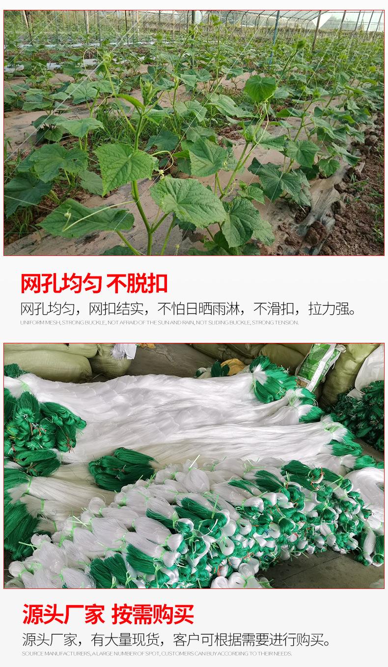 植物爬藤网_09