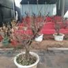 Jardín de Flores para Dropshipping, Wintersweet, Ciruela Roja, Ciruela Negra, Ciruela Verde, Ciruela Blanca, Brote de Wintersweet Corazón Liso, Maceta de Flor de Ciruelo