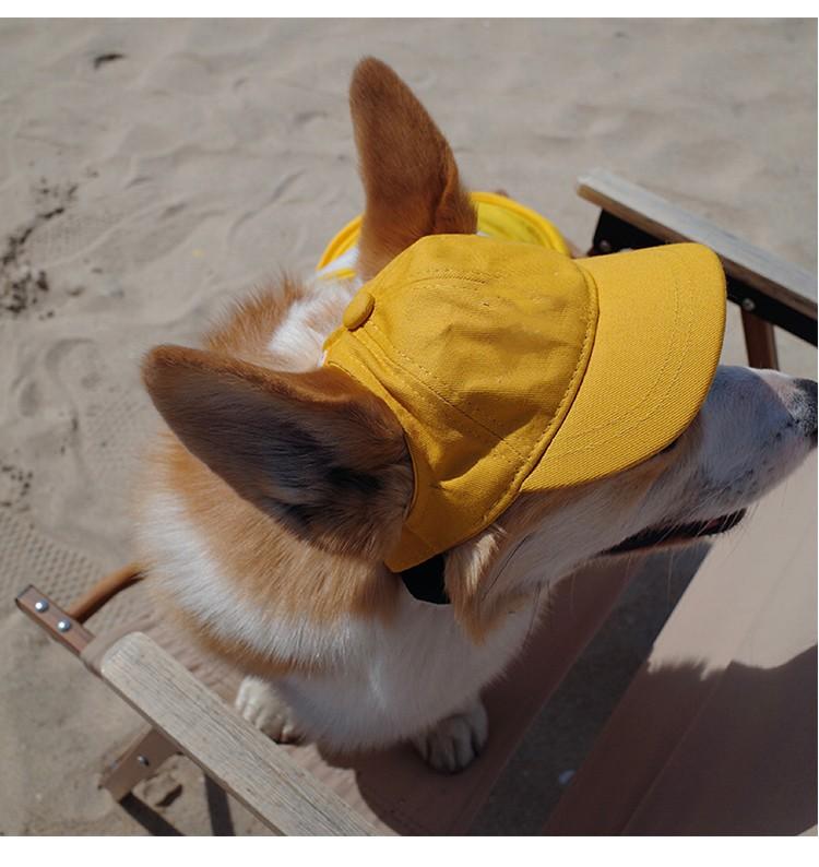 宠物帽子