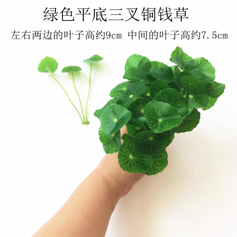 2021.7.25下午【绿色平底三叉铜钱草】.jpg