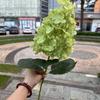 Hortensia verde hidratante de comercio exterior, tacto suave de goma, hortensia de una sola cabeza, hortensia grande, decoración suave para bodas, fabricante de flores falsas