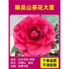 Camelia Xiangfei en maceta con brotes, flor roja de cinco colores, fácil de cultivar en interiores, florece en cualquier estación.