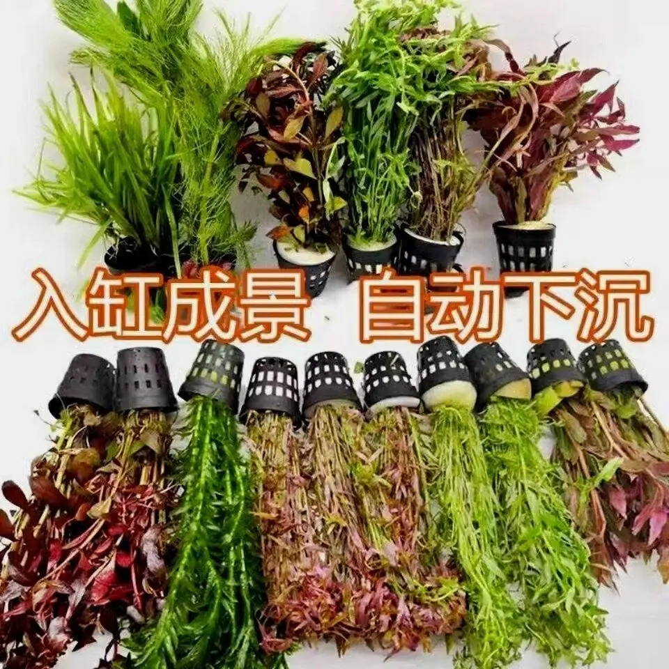 40ec2699-9a44-4a48-8450-5cc8a66e19c4.jpe