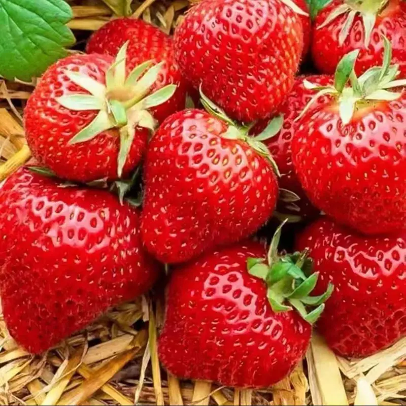 O1CN01gYsyNC2BSOl3F2QBs_!!2213