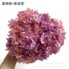 [Hortênsia Extremamente Flor] Hortênsia de Folha Pequena Cor Gradiente Anna Flores Preservadas Atacado Material Floral DIY Acessórios para Caixa de Flores
