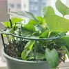 Suporte de Planta Pinça de Caranguejo em Estoque, Suporte de Flores, Haste de Suporte para Phalaenopsis, Estrutura de Proteção de Folhas Anti-Queda, Direto da Fábrica, Dropshipping de Peça Única