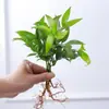 Jarrón de cristal creativo para arreglos florales de sala de estar, recipiente hidropónico transparente simple para plantas pequeñas, maceta de boca estrecha