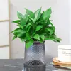 Rábano Verde Árbol de la Fortuna Espárrago Bambú Flor de Incienso de Nueve Millas Planta en Maceta Interior Menta Bambú Rico Planta Hidropónica Fácil de Alimentar