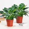 Plantas em Vasos Diamante Dourado, Plantas Verdes Diamante Platina, Plantas Verdes Hidropônicas de Folhas Grandes, Suculentas, Flores Fáceis de Cuidar e Bonsai para o Escritório