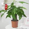 Árbol de la Riqueza Trenzado Planta de Interior en Maceta Tierra para Flores Bonsái Pequeño Cultivado Planta Verde para Sala de Estar Oficina Planta Pequeña en Maceta de Cerámica