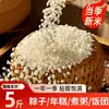 Novo arroz glutinoso branco de grão longo da estação, arroz pegajoso autêntico cultivado em casa para fazer bolinhos de arroz e arroz doce fermentado