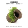 Aquário Musgo Terrário Planta Aquática Paisagismo Planta Real Tanque de Esconderijo para Peixes e Camarões Casa de Camarão Pequeno Ornamento Casa de Esconderijo para Criação de Peixes Pequenos
