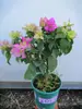 Planta en maceta de Buganvilia con maceta, multicolor, cepa vieja de cuatro estaciones, variedad nueva, flor grande de pétalo doble, planta verde, planta trepadora