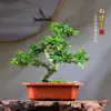 Bonsái Rojo Nan Seis Meses Nieve Árbol del Dinero Maceta Espárrago Material Plántulas Paisajismo de Interiores Micro-Paisaje Plantas Verdes Musgo