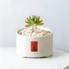 Conjunto fofo de plantas de interior para mesa para jardim de infância, fácil de cultivar e cuidar, pequenas plantas em vasos