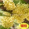 Plántula de Osmanthus Dorado Injertada Agosto Osmanthus en Maceta Osmanthus Dorado Bonsái de Interior Planta Fragancia Fuerte Patio Siembra en Suelo