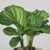 Flores de bonsai para exibição em mesa interna fácil de cuidar folhas coloridas plantas verdes plantas de bonsai estilo celebridade da internet INS
