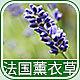 3963 - 法国薰衣草香精