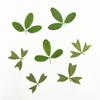 Fechando espécimes de plantas de grama flores secas abajur de mesa em relevo marcador folhas reais flores reais folhas adesivos velas perfumadas