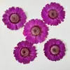 Gerbera Flor Seca Embossada Espécime de Planta Natural Adesivo Artesanal Infantil Loja de Flores Salão Artesanal