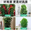 Árvore Bico de Pato de Grande Porte Que Atrai Riqueza de Todas as Direções, Planta de Vaso para Sala de Estar Interna Fácil de Cuidar, Sempre Verde o Ano Todo, em Formato de Torre