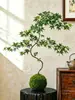 Bonsái de Arce de Agua Corriente con Forma Planta Verde Purificadora de Aire Adorno Decorativo Estilo Zen Chino para Sala de Estar Fácil de Cultivar para Principiantes Bonsái