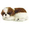 Perfect Petzzz (filhotes) Cachorro Shih Tzu