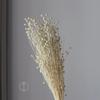Flor seca feijão rico feijão apaixonado flor eterna fábrica atacado feijão vermelho dourado feijão vermelho linho Estrela de feijão fruta buquê