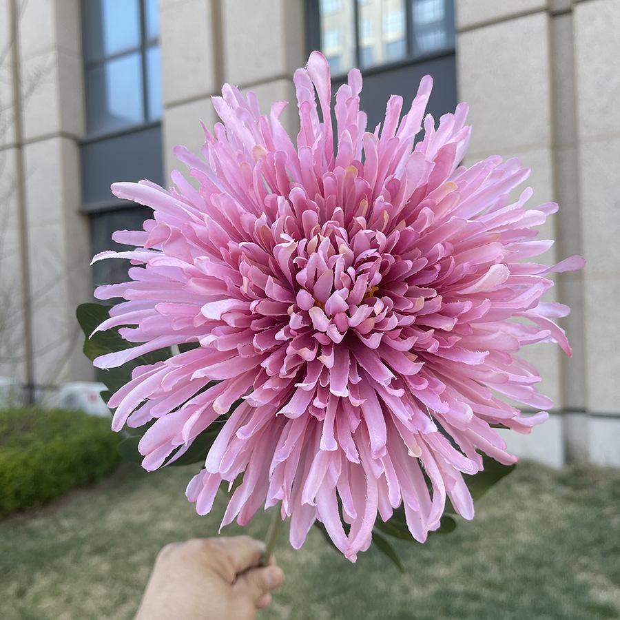 单支龙爪菊-wxysjx-深粉紫.JPG