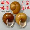 Conchas de Reposição Naturais para Búzios, Caranguejo Eremita, Caracol Pão, Caracol, Aquário, Caracol Keliba e Conchas de Búzios