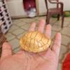 Palillos de madera maciza de calabaza, hechos a mano, con mango tallado de madera Taihang Yabei, 2022