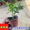 Muda de Árvore de Tuberosa em Vaso Jiulixiang Tuberosa Planta Verde Flores Plantas Repelente de Mosquitos Interno Planta com Sementes Floresce no Mesmo Ano