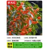 Plántulas de Osmanthus, Árboles de Osmanthus, Osmanthus Dorado, Florales de Cuatro Estaciones, Plantas en Maceta de Interior, Fáciles de Cultivar en el Patio, Viejos Troncos Preciosos, Resistentes al Frío del Norte