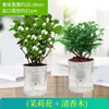 Muda de Jasmim Planta Envasada com Botões, Jasmim-do-Cabo Fragrante Tronco Velho, Planta Florífera Repelente de Mosquitos, Fragrância Forte de Interior, Floresce em Todas as Estações, Fácil de Cuidar