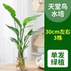 Las Plantas Hidropónicas Ave del Paraíso Son Fáciles de Cultivar y Viven en Todas las Estaciones. Sala de Estar Planta Verde Plantas en Maceta en la Oficina Escritorio Florales Strelitzia Reginae