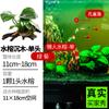 Plantas Aquáticas para Aquário, Grama Real, Grama de Germânio Oxigenada, Banyan de Água Hidropônico Preguiçoso, Paisagismo com Madeira Submersa, Plantas Aquáticas de Musgo para Iniciantes