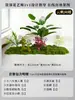 Musgo para Paisajismo de Plantas Verdes Plantas Artificiales Decoración Flores Artificiales Combinación Tropical para Interiores Paisaje de Ventana Persa Arreglo de Césped