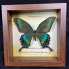 Quadro de Espécime de Borboleta Real Pintura Decorativa de Madeira DIY Moldura de Foto Vintage Decoração de Móveis de Mesa Presente de Aniversário