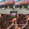 Sementes de Centáurea Perene no Atacado de Várias Regiões, Sementes de Dianthus Multicolores, Flores Medicinais, Flores de Trigo Gigantes, Sementes para Jardinagem