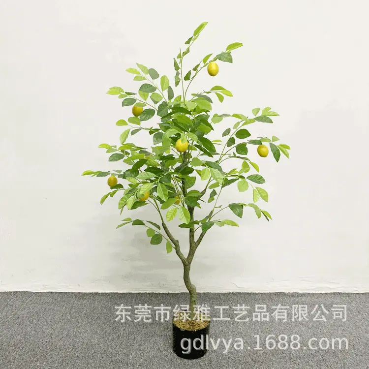 1.2米新款柠檬树
