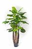 Simulación de comercio exterior taro verde simulación taro de hadas bonsái planta de simulación Guanyin goteante adornos decorativos en maceta venta al por mayor