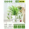 Planta Araña (Chlorophytum Ornatum) en Maceta para Colgar en Interiores, Planta Verde Fácil de Cuidar para Balcón, Planta Perenne Hidropónica Repelente de Mosquitos para Todas las Estaciones