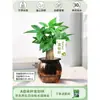 Árbol del Dinero Maceta Flores, Sala de Estar, Casa Próspera, Plantas Verdes, Fácil de Cultivar en Todas las Estaciones, Árbol del Dinero, Plantas Hidropónicas de Escritorio para Oficina