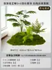 Musgo para Paisajismo de Plantas Verdes Plantas Artificiales Decoración Flores Artificiales Combinación Tropical para Interiores Paisaje de Ventana Persa Arreglo de Césped