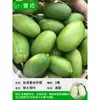 Mudas Pequenas de Limão Laranja Verde de Hainan Mudas de Semente de Limão Kumquat Em Vasos Sala de Estar Interna Varanda Árvore Frutífera Mudas de Frutas o Ano Todo