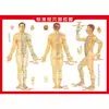 Tabla de ubicación de puntos de acupuntura de meridianos estándar del cuerpo humano Moxibustión Tabla de meridianos del cuerpo humano Tabla de referencia de puntos de acupuntura de moxibustión Tabla de raspado con ventosas