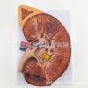 Modelo anatômico de rim humano grande em modelo anatômico renal ampliado 3 vezes