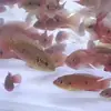 Peces Tropicales de Agua Dulce Vivos para Principiantes, Incluyendo Cíclidos, Peces Vivos con Envío Gratis